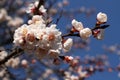 A branch of a blossoming apricot tree against blue sky background Royalty Free Stock Photo