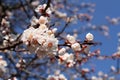 A branch of a blossoming apricot tree against blue sky background Royalty Free Stock Photo