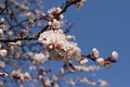 A branch of a blossoming apricot tree against blue sky background. Closeup Royalty Free Stock Photo