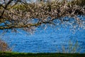 Branch of the blossoming apricot tree against blue sky Royalty Free Stock Photo