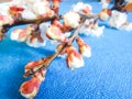 Branch of a blossoming apricot tree on a blue background. Beautiful apricot flowers Royalty Free Stock Photo