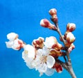 Branch of a blossoming apricot tree on a blue background. Beautiful apricot flowers Royalty Free Stock Photo