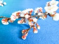Branch of a blossoming apricot tree on a blue background. Beautiful apricot flowers Royalty Free Stock Photo