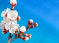 Branch of a blossoming apricot tree on a blue background. Beautiful apricot flowers Royalty Free Stock Photo