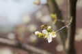 Apricot Plum tree blossom with bee pollinating flowers