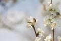 Apricot Plum tree blossom with bee pollinating flowers