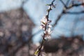 Blossoming apricot tree with pink flowers on blue sky background in sun rays light Royalty Free Stock Photo