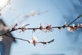 Branch of blossoming apricot tree with pink flowers on blue sky background in sun rays light. Royalty Free Stock Photo