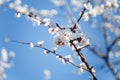 Branch of blossoming apricot tree with pink flowers on blue sky background in sun rays light. Royalty Free Stock Photo