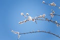 Branch of blossoming apricot tree with pink flowers on blue sky background in sun rays light. Royalty Free Stock Photo