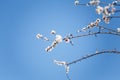 Branch of blossoming apricot tree with pink flowers on blue sky background in sun rays light. Royalty Free Stock Photo