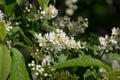 Branch of the blossoming bird cherry