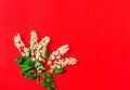 Branch of blossoming bird cherry in a flat layout on a red background. Spring blossom composition. Top view, flat lay. Copy space Royalty Free Stock Photo
