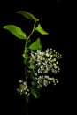 branch of blossoming bird cherry with white flowers on a black background. Springtime concept Royalty Free Stock Photo