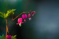 Branch with blossoming of the bright and unusual pink flowers The Broken Heart. The spring nature in April. Background. Royalty Free Stock Photo