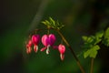 Branch with blossoming of the bright and unusual pink flowers The Broken Heart. The spring nature in April. Background. Royalty Free Stock Photo