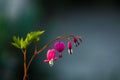 Branch with blossoming of the bright and unusual pink flowers The Broken Heart. The spring nature in April. Background. Royalty Free Stock Photo