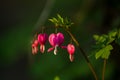 Branch with blossoming of the bright and unusual pink flowers The Broken Heart. The spring nature in April. Background. Royalty Free Stock Photo