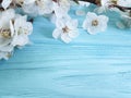 Branch of blossoming cherry, on a blue wooden background