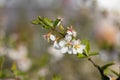 A branch of a blossoming cherry bush. Flowering plant. White flowers. Spring bush Royalty Free Stock Photo
