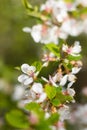 A branch of a blossoming cherry bush. Flowering plant. White flowers. Spring bush Royalty Free Stock Photo