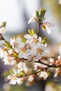 A branch of a blossoming cherry bush. Flowering plant. White flowers. Spring bush Royalty Free Stock Photo