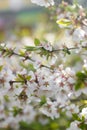 A branch of a blossoming cherry bush. Flowering plant. White flowers. Spring bush Royalty Free Stock Photo