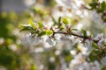 A branch of a blossoming cherry bush. Flowering plant. White flowers. Spring bush Royalty Free Stock Photo