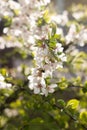 A branch of a blossoming cherry bush. Flowering plant. White flowers. Spring bush Royalty Free Stock Photo