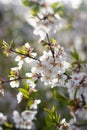 A branch of a blossoming cherry bush. Flowering plant. White flowers. Spring bush Royalty Free Stock Photo