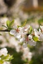 A branch of a blossoming cherry bush. Flowering plant. White flowers. Spring bush Royalty Free Stock Photo