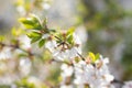 A branch of a blossoming cherry bush. Flowering plant. White flowers. Spring bush Royalty Free Stock Photo