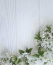 Branch of blossoming cherry freshness springtime on a white wooden background