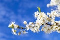 A branch of a blossoming cherry plum tree. Beautiful white flowers close-up on a background of blue sky. Background Royalty Free Stock Photo