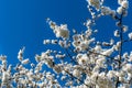 Branch of a blossoming cherry tree Royalty Free Stock Photo