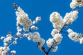 Branch of a blossoming cherry tree Royalty Free Stock Photo