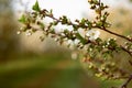 Branch of a blossoming cherry tree. Flower buds of cherry Royalty Free Stock Photo