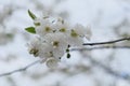 A branch of a blossoming cherry tree. Inflorescence of white cherry flowers in spring