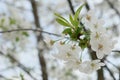 A branch of a blossoming cherry tree. Inflorescence of white cherry flowers in spring