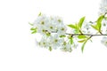 Branch of blossoming cherry tree isolayed on white