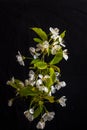 branch of blossoming cherry with white flowers on a black background. Springtime concept Royalty Free Stock Photo