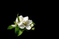 Branch of blossoming cherry with white flowers on a black background. Springtime concept Royalty Free Stock Photo