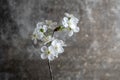 branch of blossoming cherry with white flowers on a gray concrete background. Springtime concept Royalty Free Stock Photo