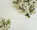 Branch of blossoming cherry on a white wooden background, spring Royalty Free Stock Photo