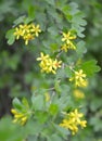 Branch of the blossoming currant golden Ribes aureum Pursh. Royalty Free Stock Photo
