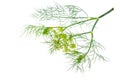 Branch of blossoming dill isolated on white Royalty Free Stock Photo