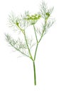 Branch of blossoming dill isolated on white Royalty Free Stock Photo