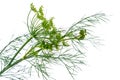 Branch of blossoming dill isolated on white Royalty Free Stock Photo