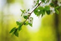 Branch of a blossoming fruit tree with beautiful white flowers on yellow blurry background. Photo with copy space