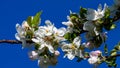 Branch of a blossoming fruit tree with white flowers with pink splashes with a blue sky in the background Royalty Free Stock Photo